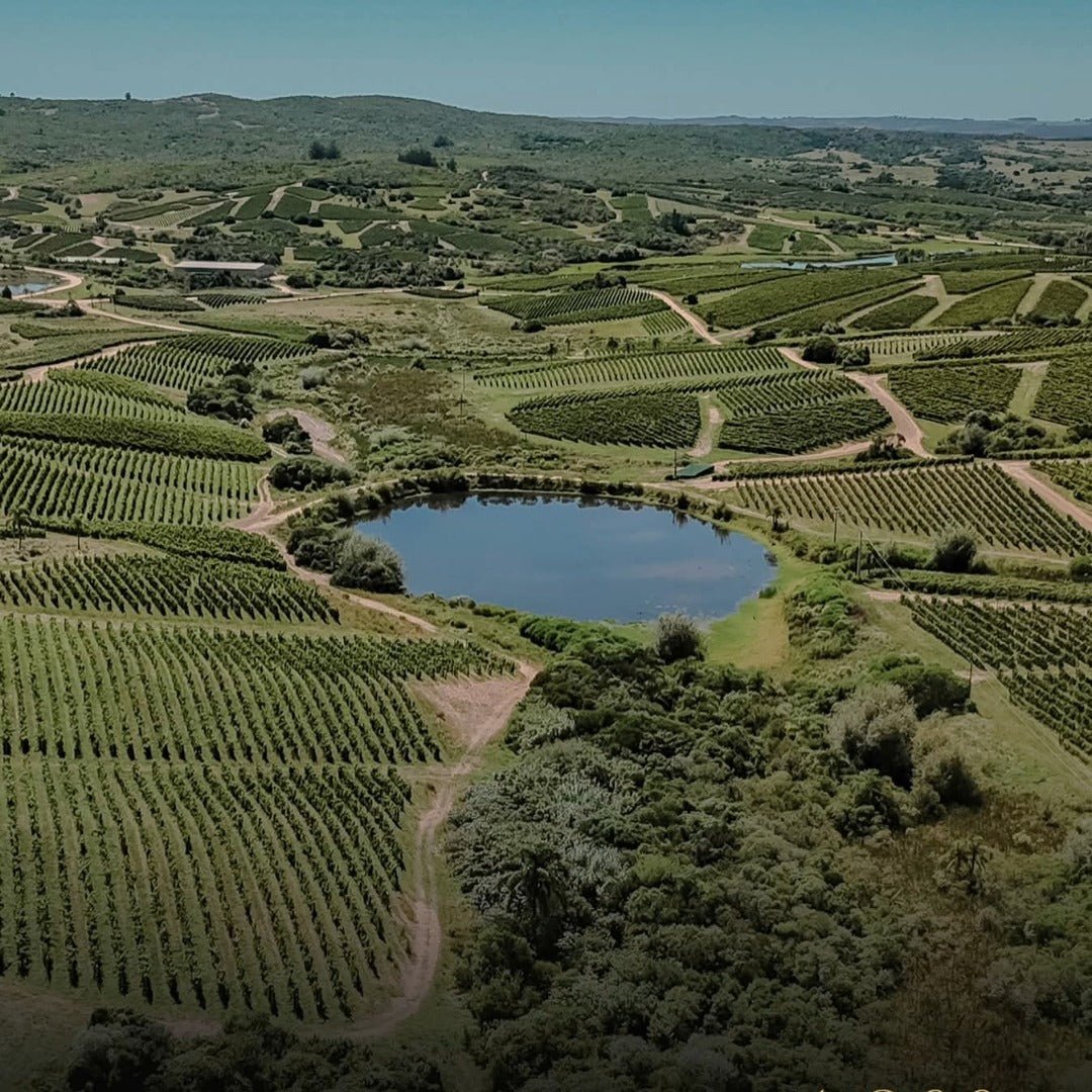 Bodega Garzon Single Vineyard Petit Verdot - Latitude Wine & Liquor Merchant