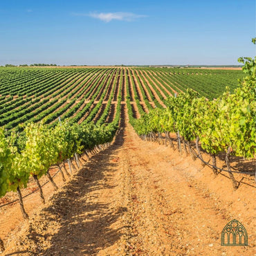 Bodega Gotica Trascampanas Rueda - Latitude Wine & Liquor Merchant