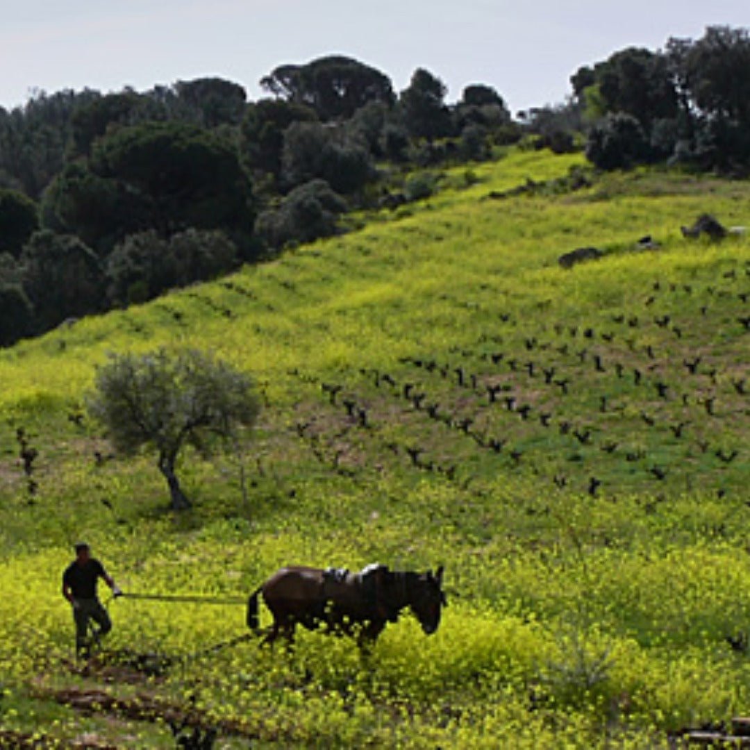 Bodegas Bernabeleva Camino De Navaherreros - Latitude Wine & Liquor Merchant