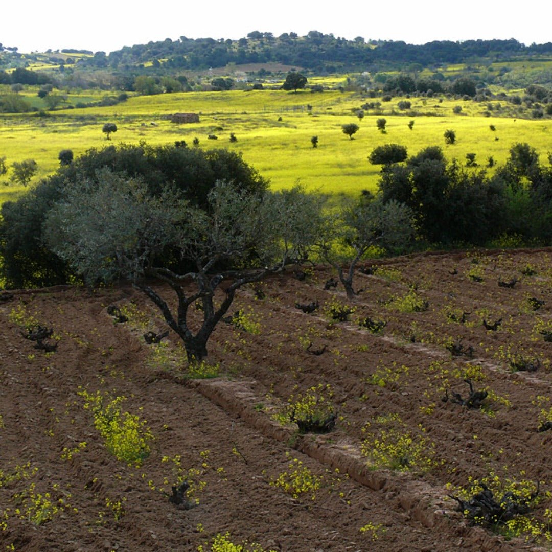 Bodegas Bernabeleva Camino De Navaherreros - Latitude Wine & Liquor Merchant