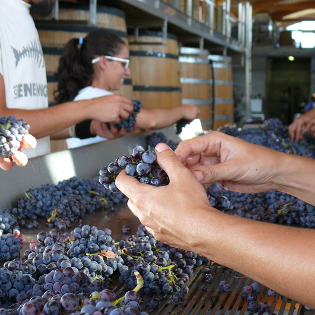 Bodegas Bernabeleva Camino De Navaherreros - Latitude Wine & Liquor Merchant