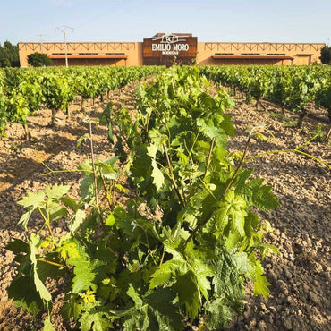 Bodegas Emilio Moro El Zarzal DO Bierzo - Latitude Wine & Liquor Merchant