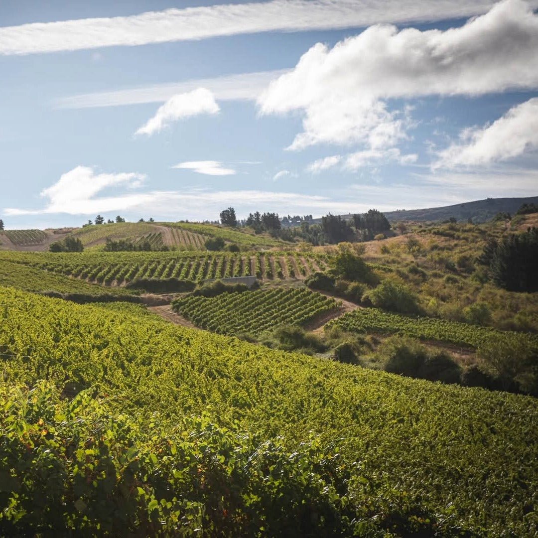 Bodegas Emilio Moro El Zarzal DO Bierzo - Latitude Wine & Liquor Merchant
