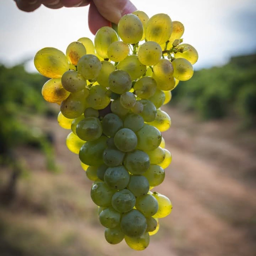 Bodegas Emilio Moro El Zarzal DO Bierzo - Latitude Wine & Liquor Merchant