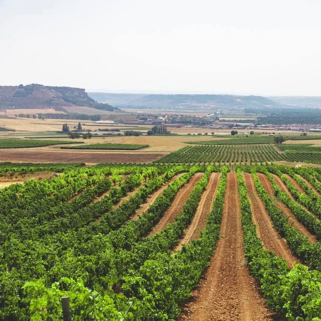 Bodegas Emilio Moro El Zarzal DO Bierzo - Latitude Wine & Liquor Merchant