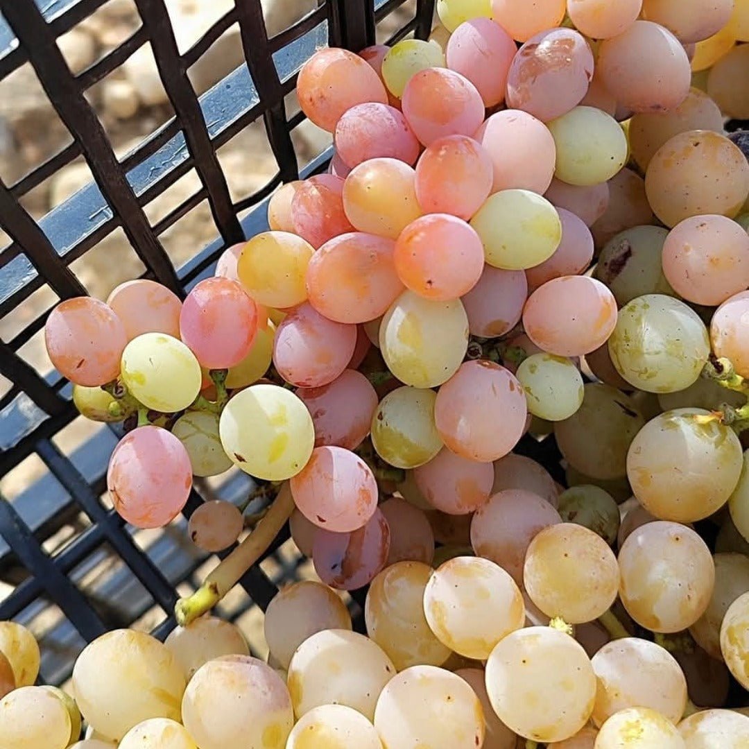 Bodegas Gratias Comboi Vino Ancestral Blanco