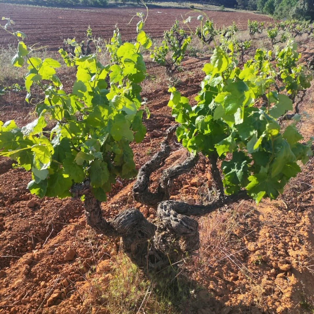 Bodegas Gratias Comboi Vino Ancestral Blanco - Latitude Wine & Liquor Merchant