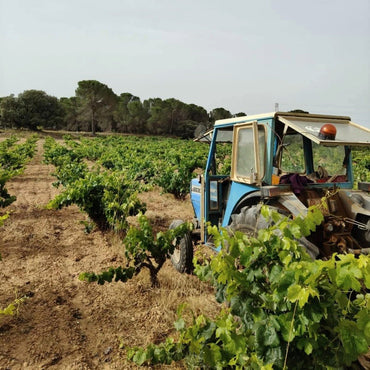 Bodegas Gratias Comboi Vino Ancestral Blanco - Latitude Wine & Liquor Merchant