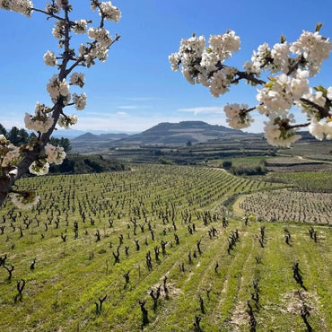 Bodegas Luis Canas Seleccion De La Familia Rioja Reserva - Latitude Wine & Liquor Merchant