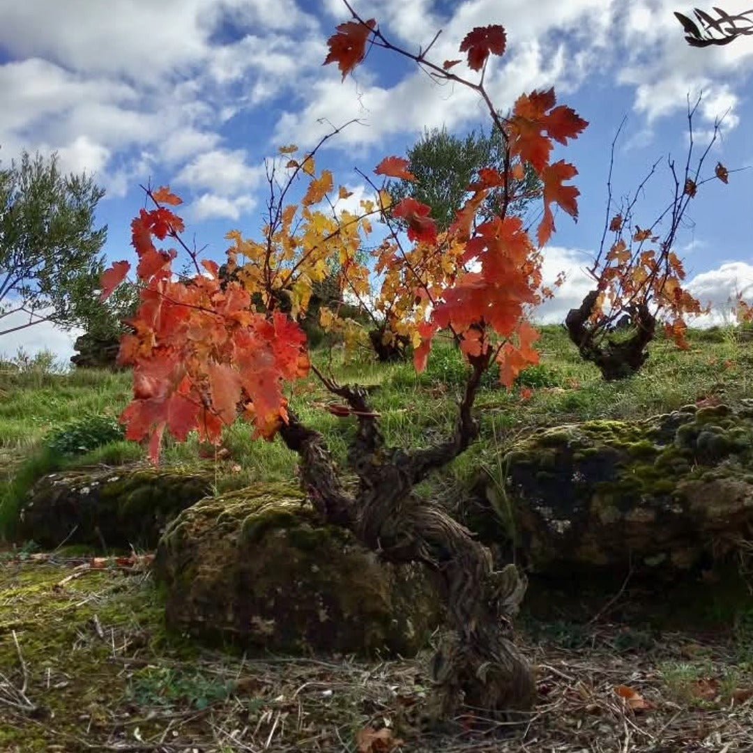 Bodegas Luis Canas Seleccion De La Familia Rioja Reserva - Latitude Wine & Liquor Merchant