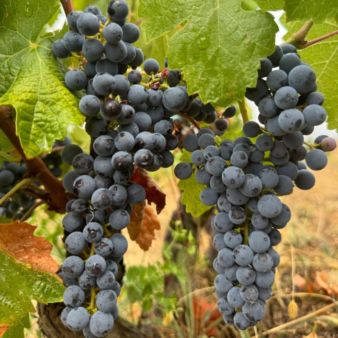 Bodegas Luis Canas Seleccion De La Familia Rioja Reserva - Latitude Wine & Liquor Merchant