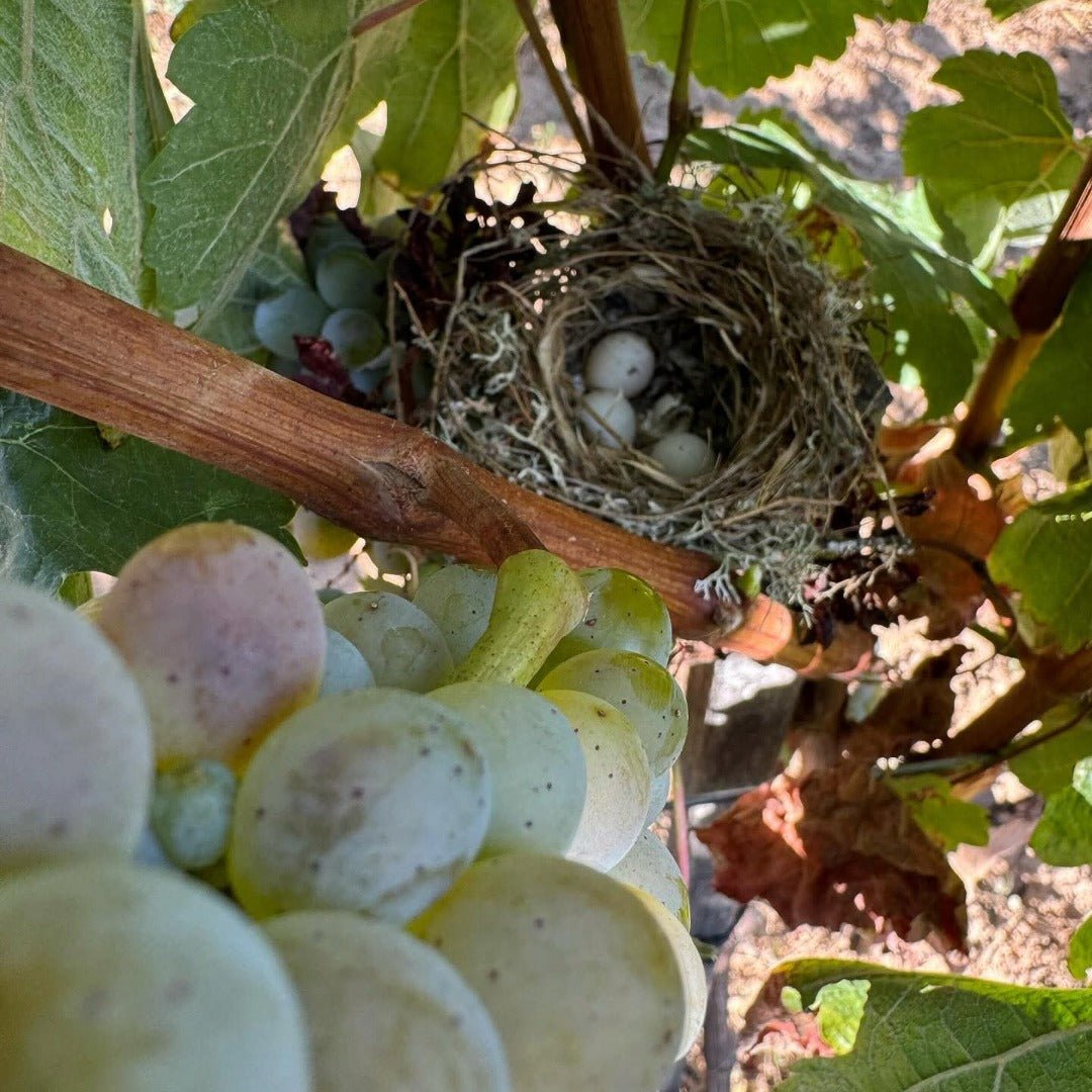 Bodegas Mengoba Brezo Mencia
