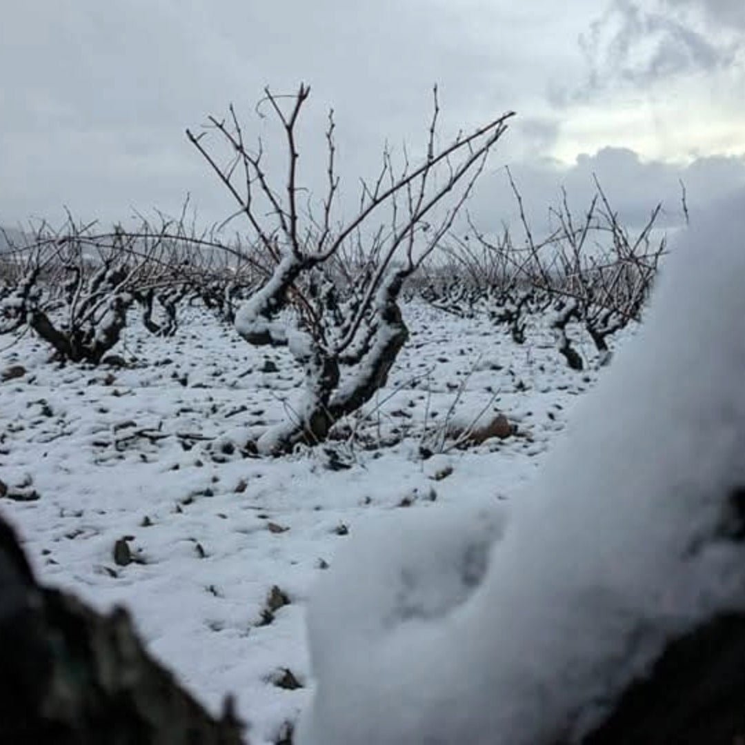 Bodegas Tobia Cuvee Blanco