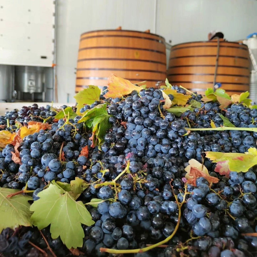 Bodegas y Vinedos Merayo Merayo Mencia DO Bierzo - Latitude Wine & Liquor Merchant