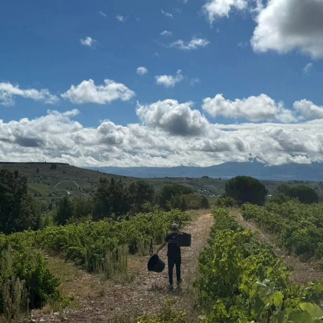 Bodegas y Vinedos Merayo Merayo Mencia DO Bierzo - Latitude Wine & Liquor Merchant