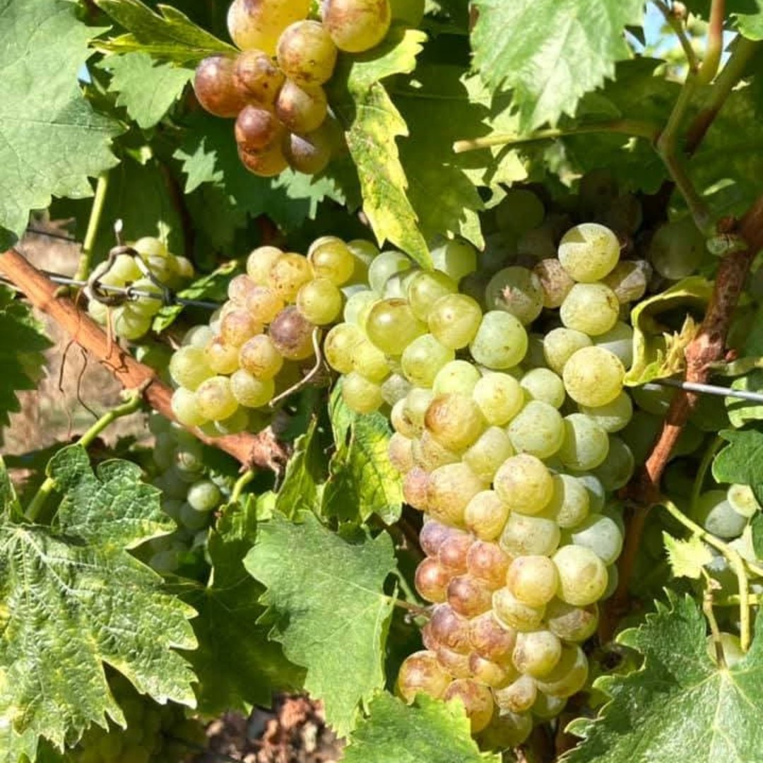Bodrog Bormuhely Dry Tokaj