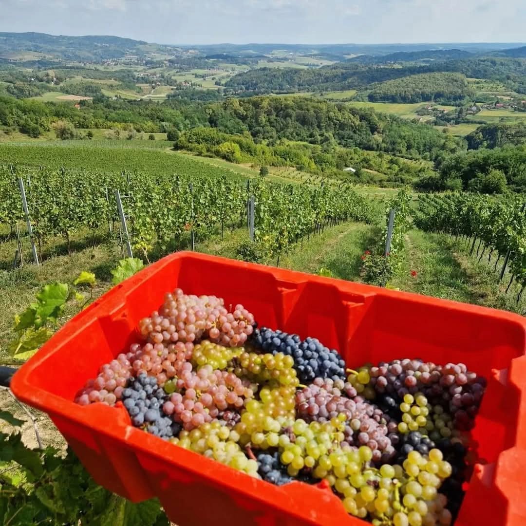 Bolfan Cabernet Sauvignon - Latitude Wine & Liquor Merchant