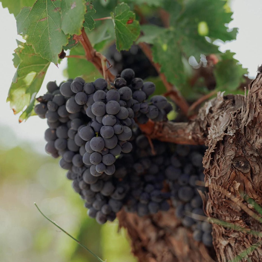 Borsao Seleccion Rosado - Latitude Wine & Liquor Merchant