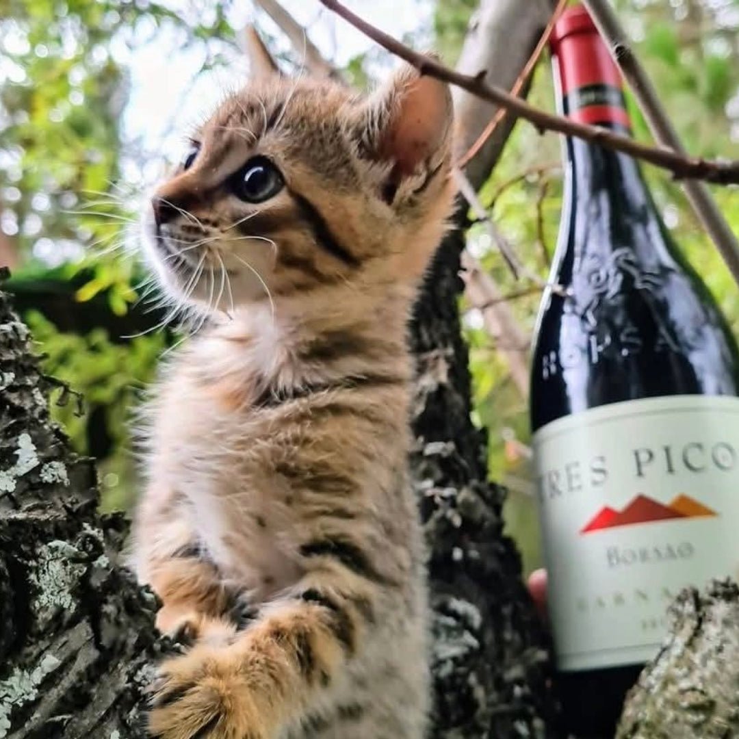 Borsao Seleccion Rosado - Latitude Wine & Liquor Merchant