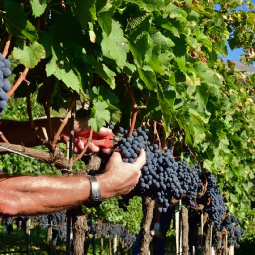 Bottega Vinai Trentino Gewurztraminer