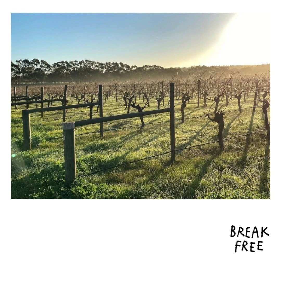 Break Free Nouveau Cabernet Franc - Latitude Wine & Liquor Merchant