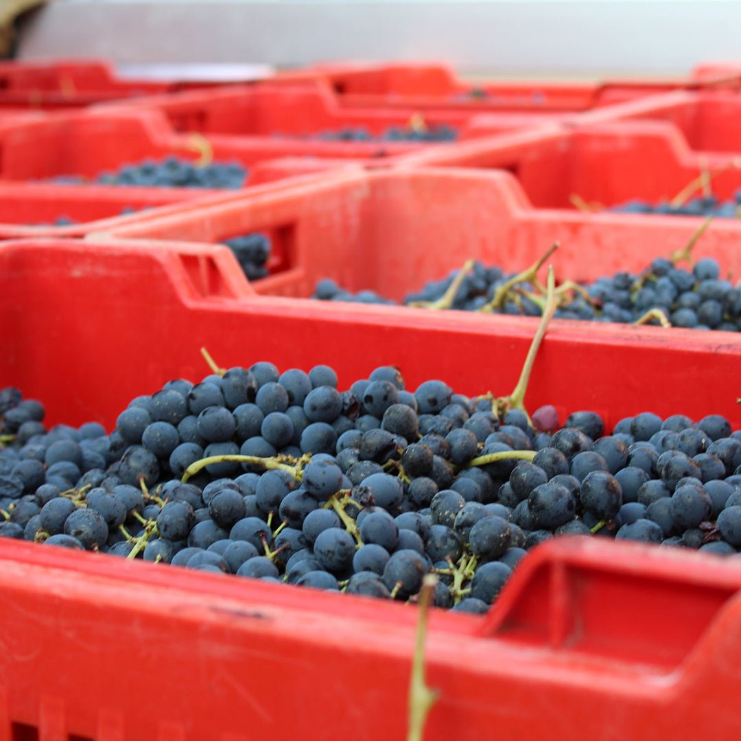 Bruno Rocca Barbaresco