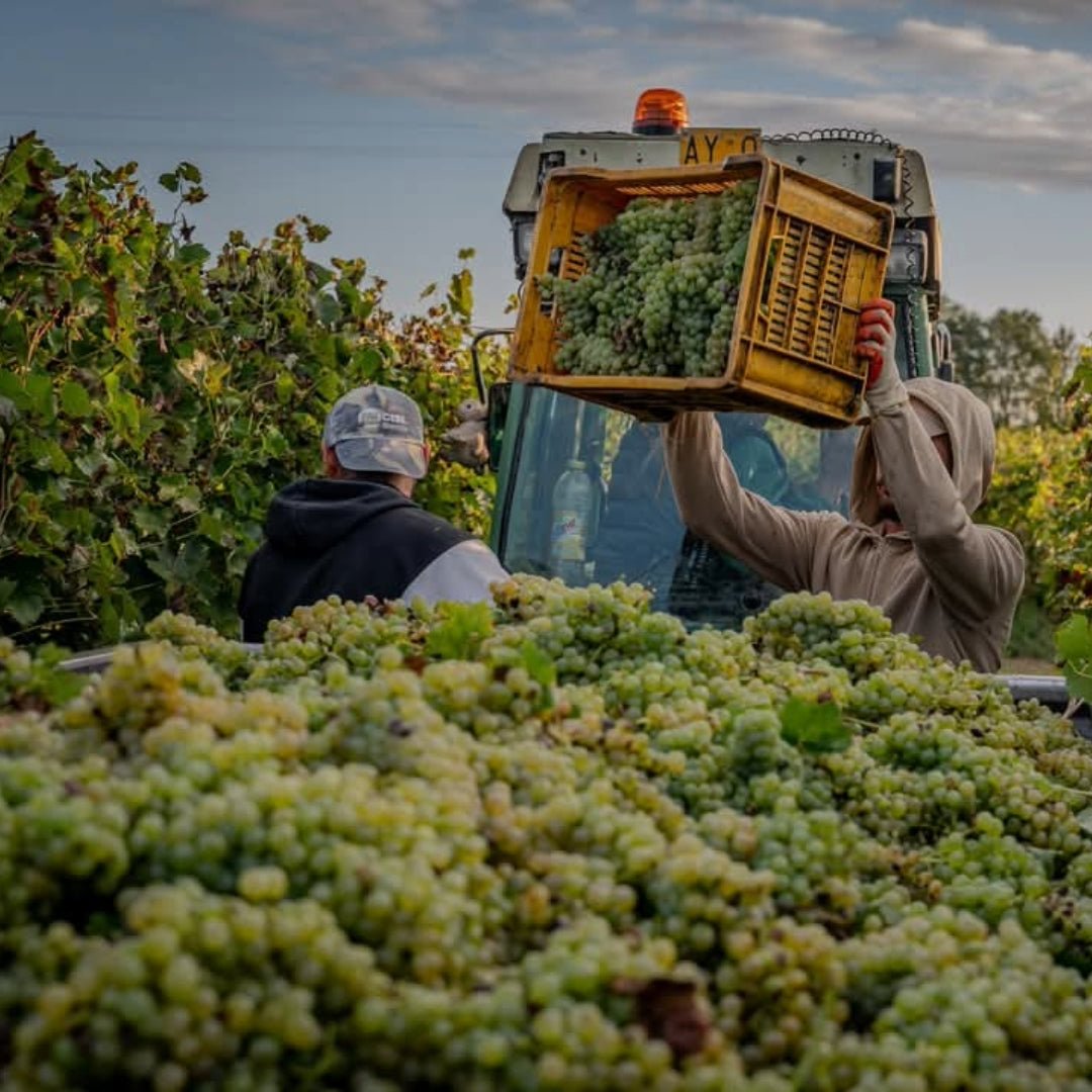 Ca dei Frati Lugana - Latitude Wine & Liquor Merchant