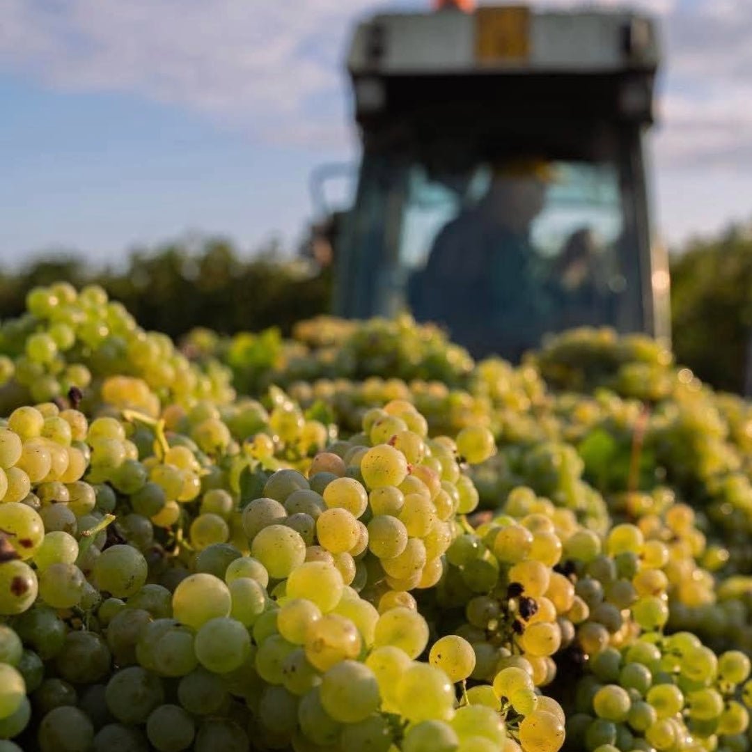 Ca dei Frati Lugana - Latitude Wine & Liquor Merchant