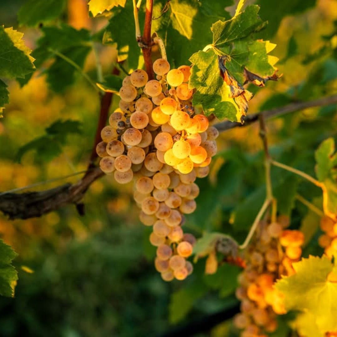 Ca dei Frati Lugana - Latitude Wine & Liquor Merchant