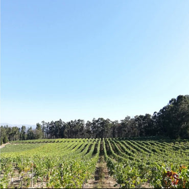 Cabriz Metodo Classico Bruto - Latitude Wine & Liquor Merchant