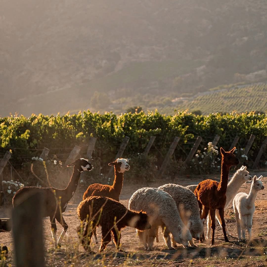 Caliterra Petreo Carmenere - Latitude Wine & Liquor Merchant
