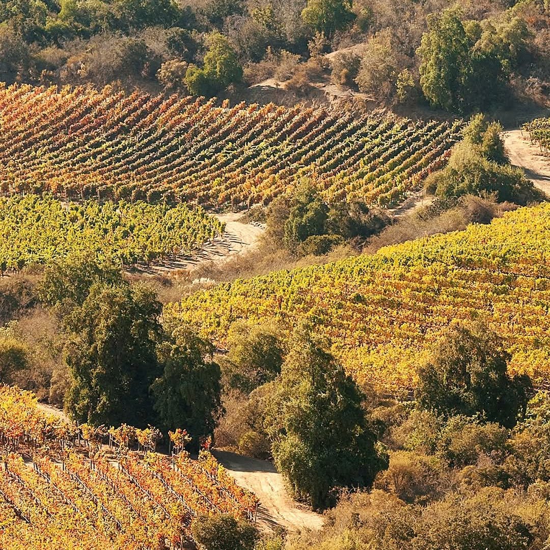Caliterra Tributo Gran Reserva Cabernet Sauvignon - Latitude Wine & Liquor Merchant