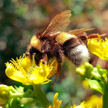 Caliterra Tributo Gran Reserva Cabernet Sauvignon - Latitude Wine & Liquor Merchant
