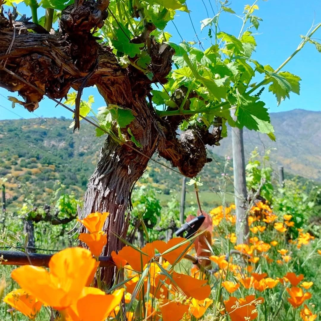 Caliterra Tributo Gran Reserva Cabernet Sauvignon - Latitude Wine & Liquor Merchant