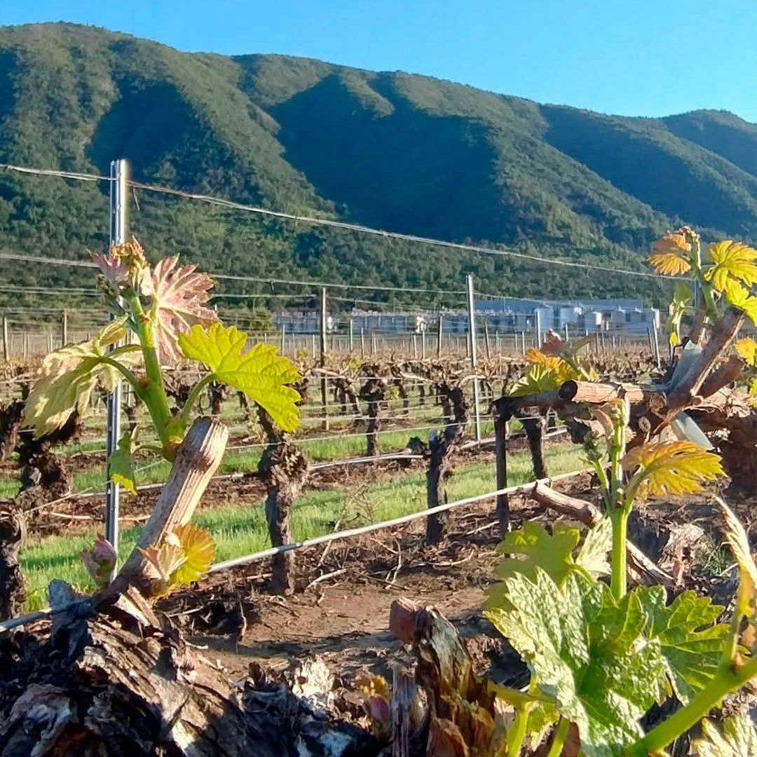 Caliterra Tributo Gran Reserva Cabernet Sauvignon - Latitude Wine & Liquor Merchant