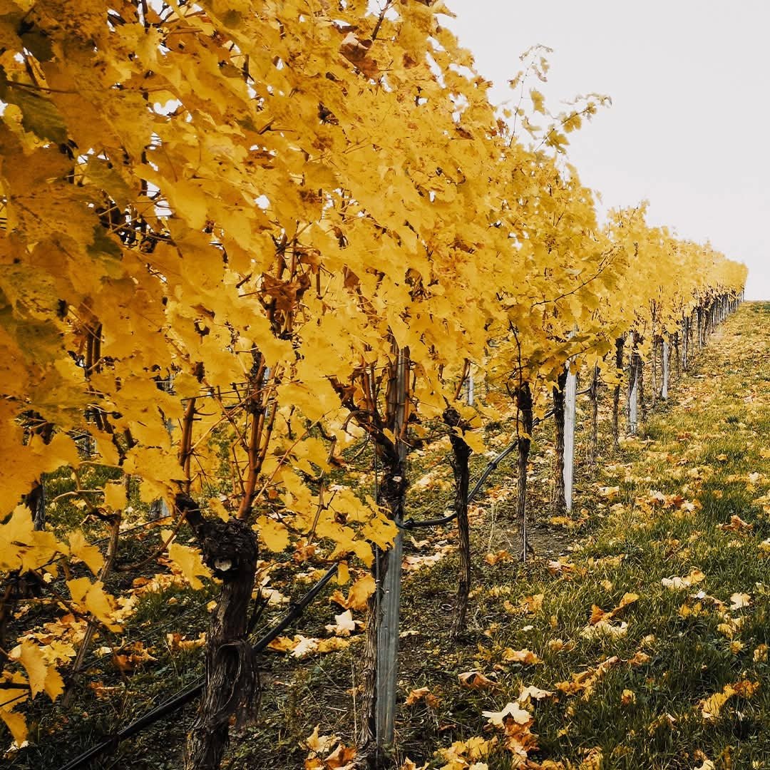 Cantina De Custoza Custodia Bianco Superiore - Latitude Wine & Liquor Merchant