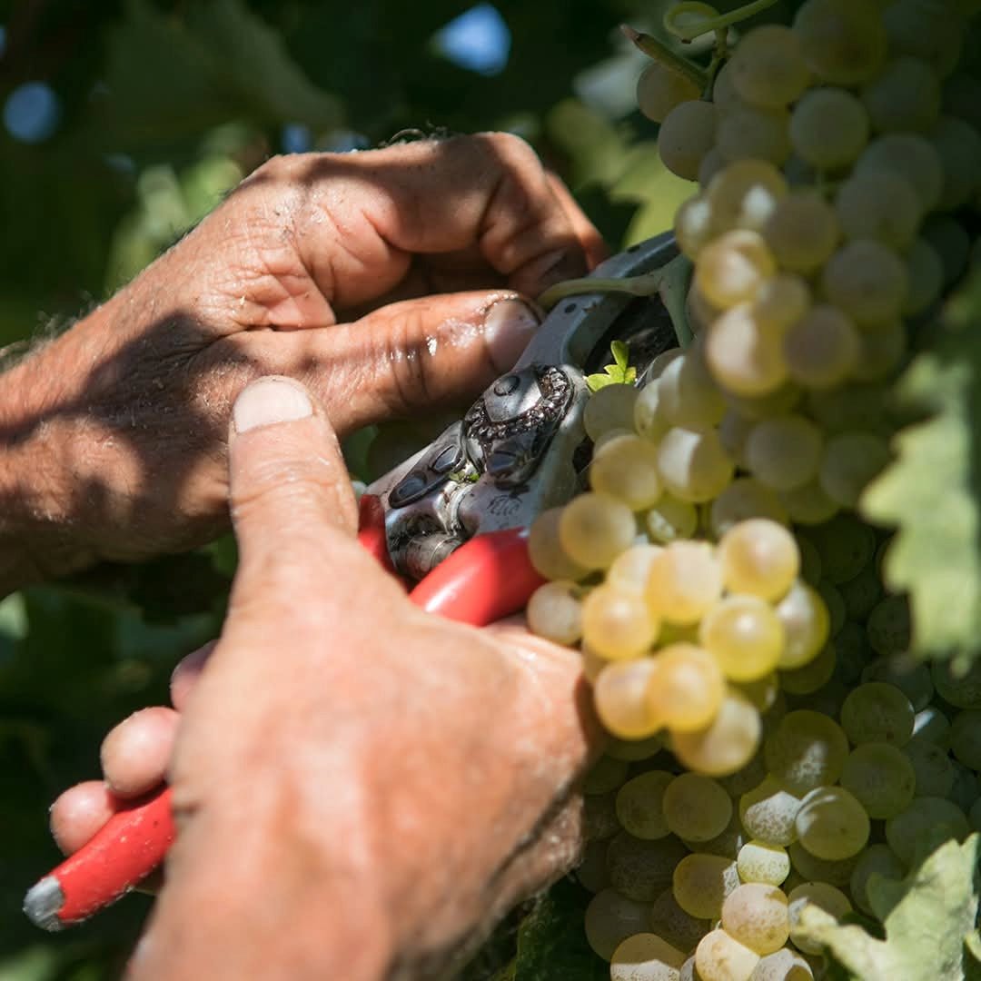 Cantina De Custoza Custodia Bianco Superiore - Latitude Wine & Liquor Merchant