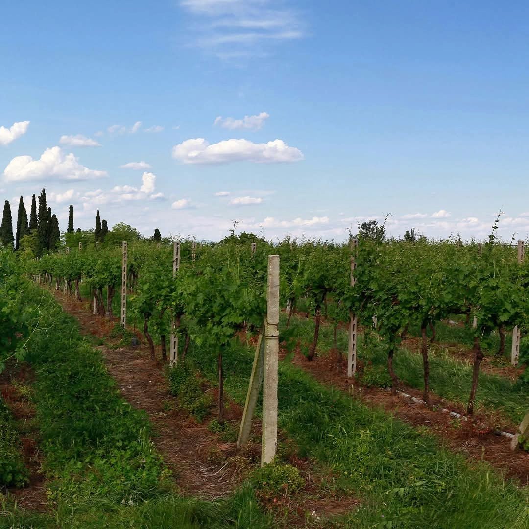 Cantina De Custoza Custodia Bianco Superiore