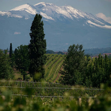 Cantina De Custoza Custodia Bianco Superiore - Latitude Wine & Liquor Merchant