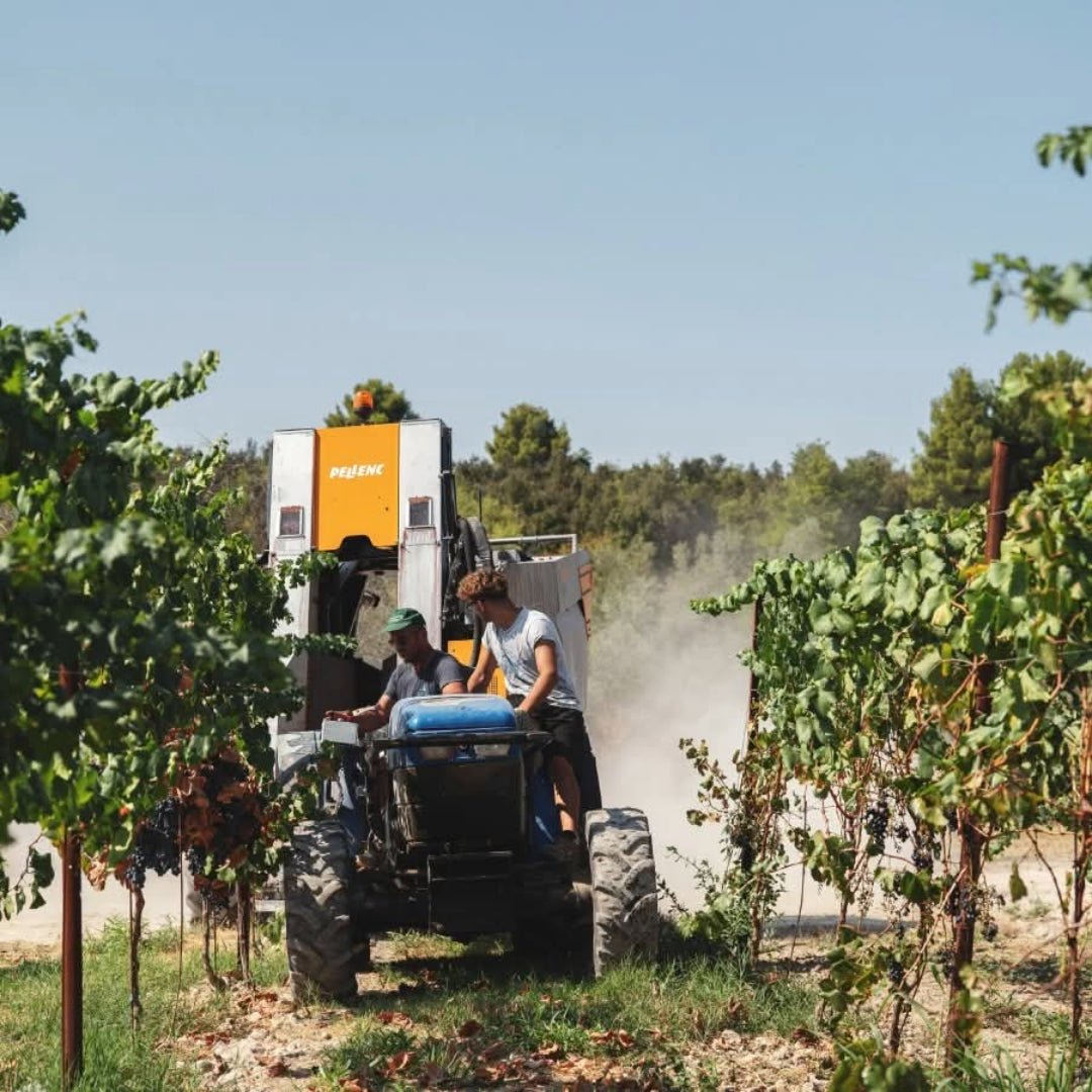 Cantina Diomede Canace Nero Di Troia - Latitude Wine & Liquor Merchant