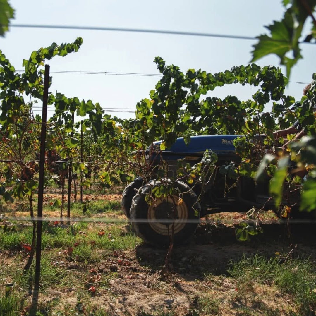 Cantina Diomede Canace Nero Di Troia - Latitude Wine & Liquor Merchant
