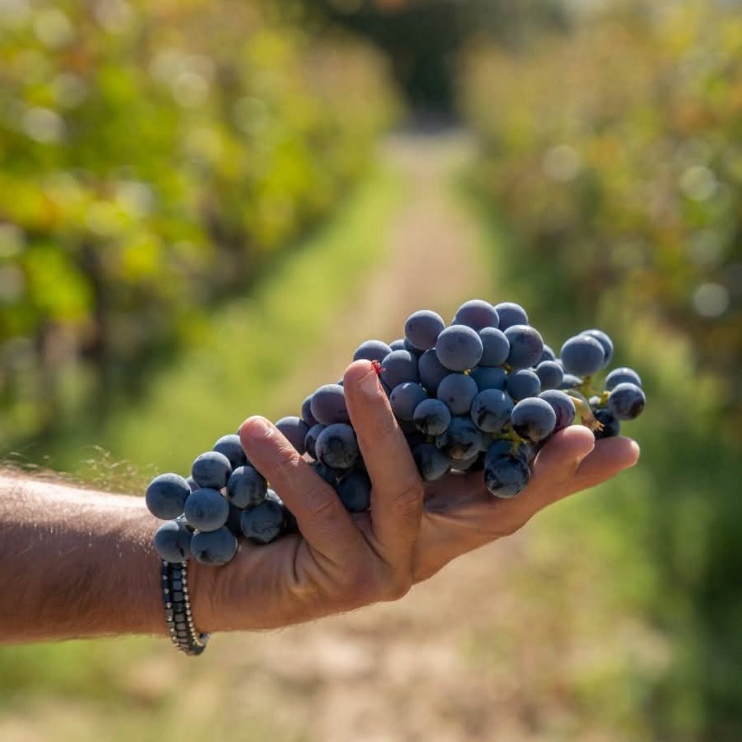 Cantina Diomede Canace Nero Di Troia - Latitude Wine & Liquor Merchant