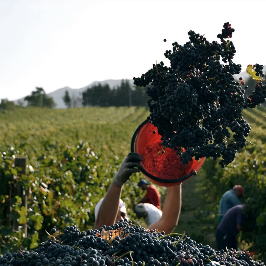Cantina Diomede Canace Nero Di Troia