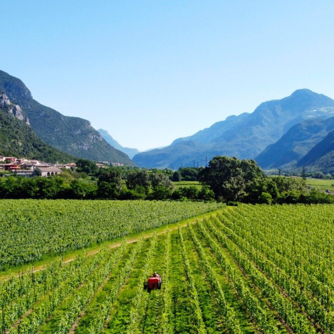 Casa Belfi Col Fondo Vino Biologico Bianco Frizante