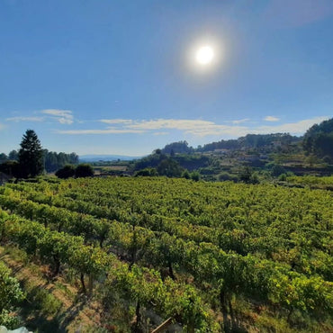 Casa Cello Quinta da Vegia Solo Franco Dao - Latitude Wine & Liquor Merchant