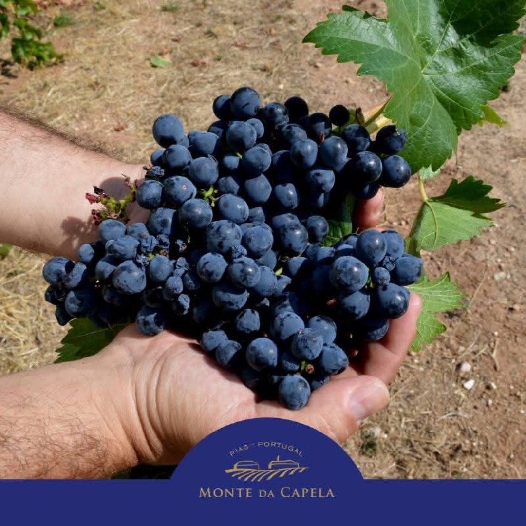 Casa Clara Monte Da Capela Alfrocheiro - Latitude Wine & Liquor Merchant