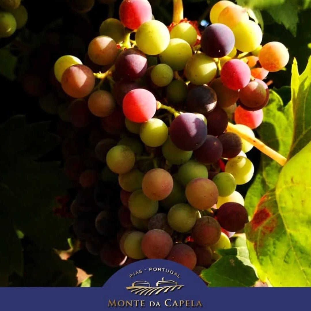 Casa Clara Monte Da Capela Alfrocheiro - Latitude Wine & Liquor Merchant