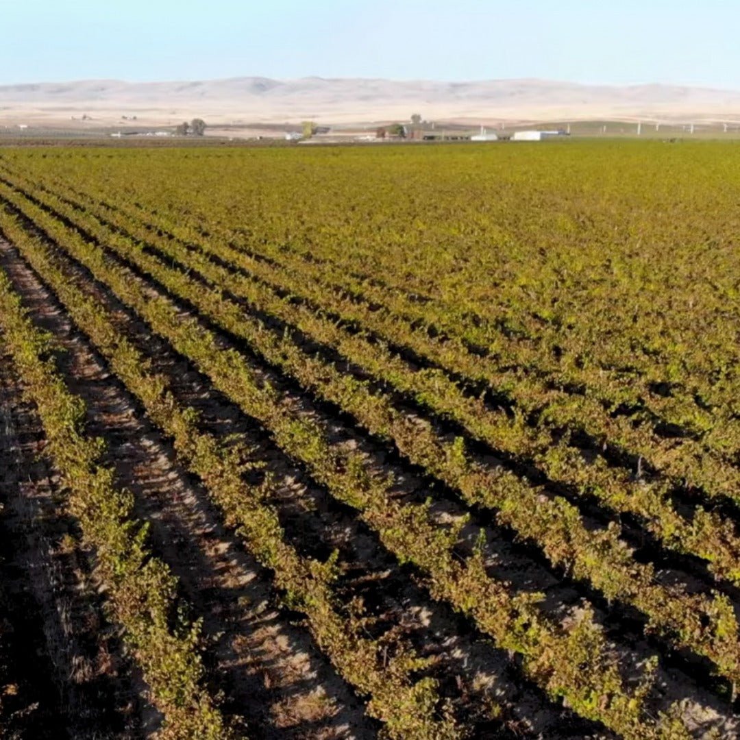 Cascadia Yakima Valley Syrah