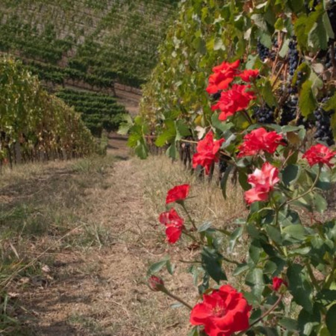 Cascina Nuova Nizza Barbera Bio