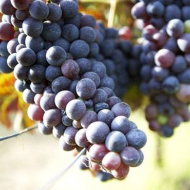 Cascina Nuova Nizza Barbera Bio - Latitude Wine & Liquor Merchant